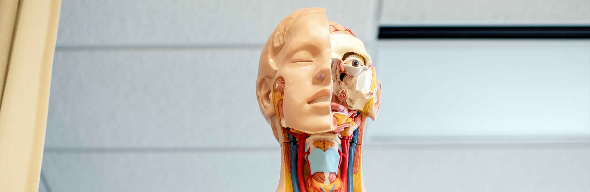 ludzki manekin do biologii