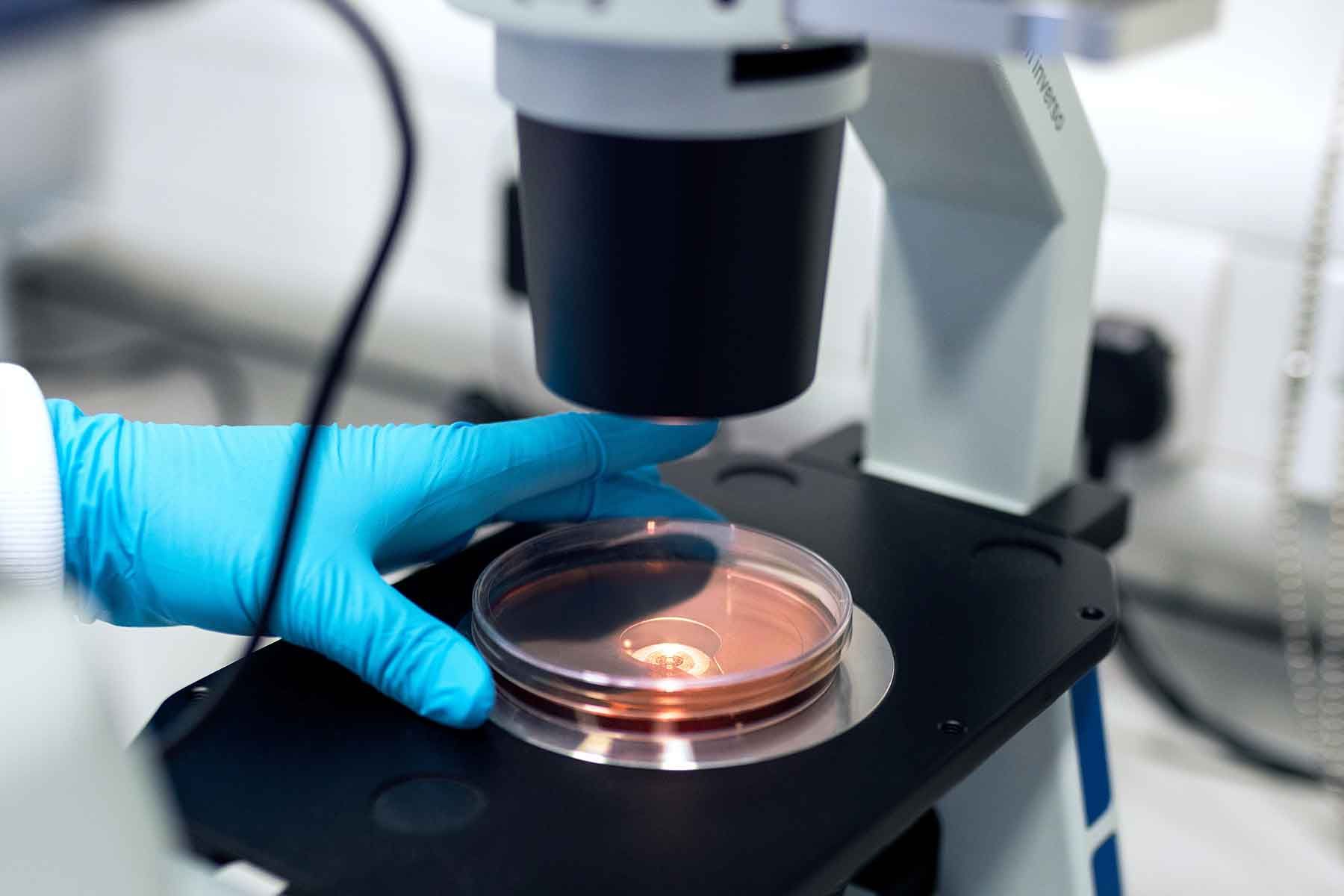 prowadzenie badań pod mikroskopem